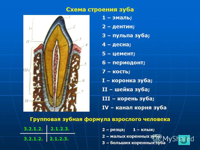 Зубная система. Строение зуба предентин. Схема поперечного разреза зуба. Схема внутреннего строения зуба анатомия. Строение зуба эмаль дентин.