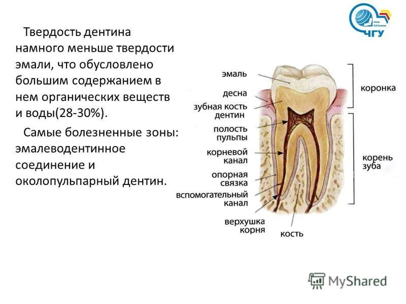 В чем особенность строения дентина какую функцию. Строение дентина. Функции дентина зуба.