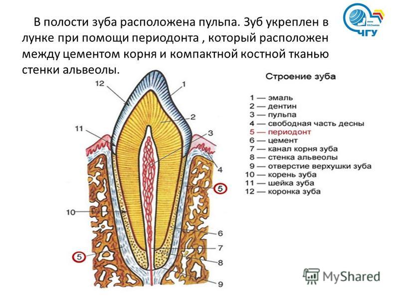 На рисунке изображен фрагмент челюсти с внутренним строением зуба