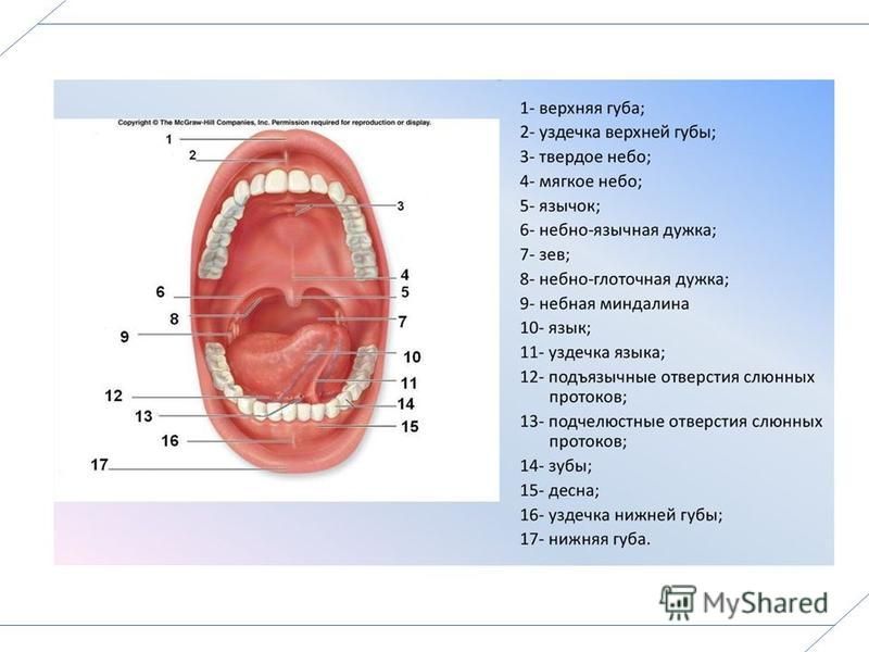Язык описание органа. Миндалины ротовой полости анатомия. Строение языка человека снизу.