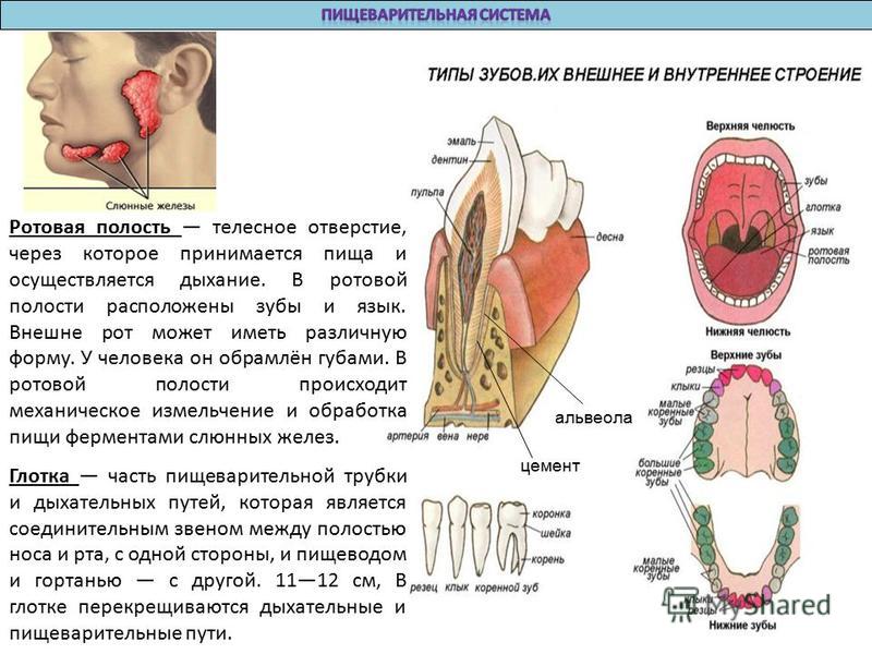 Альвеолы нижней челюсти