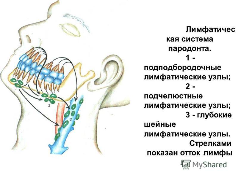 Подчелюстные лимфоузлы на шее расположение схема у взрослых