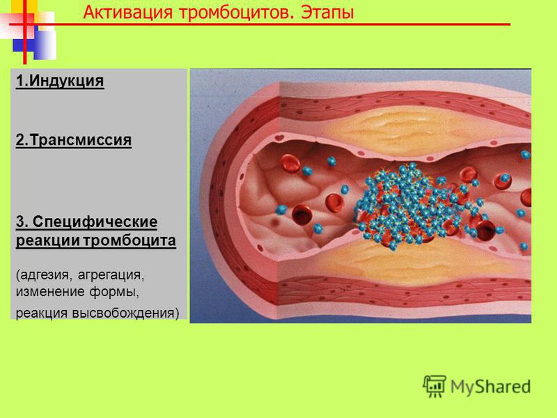 Как называется прилипание тромбоцитов к сосудистой стенке