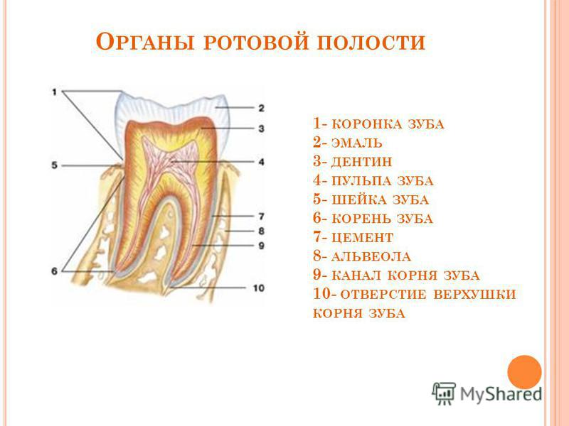 Какой цифрой на рисунке обозначена эмаль зуба человека