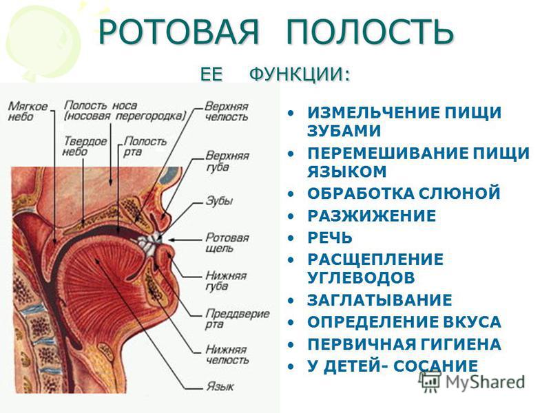 Ротовая полость функции. Полость рта и ее функции. Ротовая полость и ее функции. Какая среда в ротовой полости. Здоровая ротовая полость.