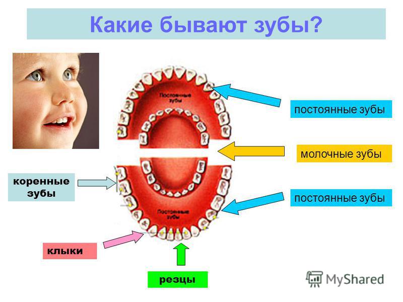 Какие бывают зубы фото