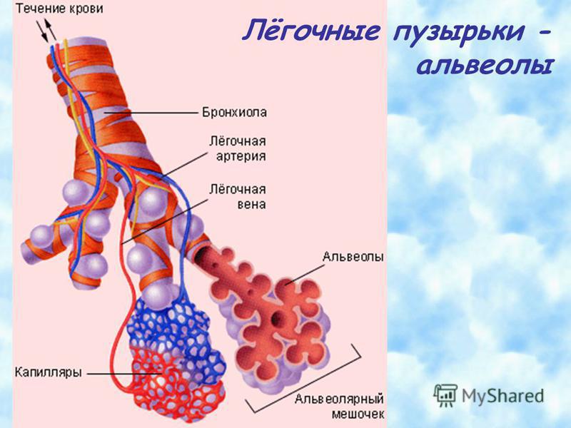 Рисунок альвеолы легких