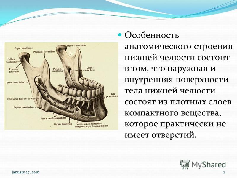 Нижний край нижней челюсти. Строение нижней челюсти человека анатомия костей. Нижняя челюсть кость анатомия строение. Анатомические структуры нижней челюсти. Строение верхней и нижней челюсти анатомия.