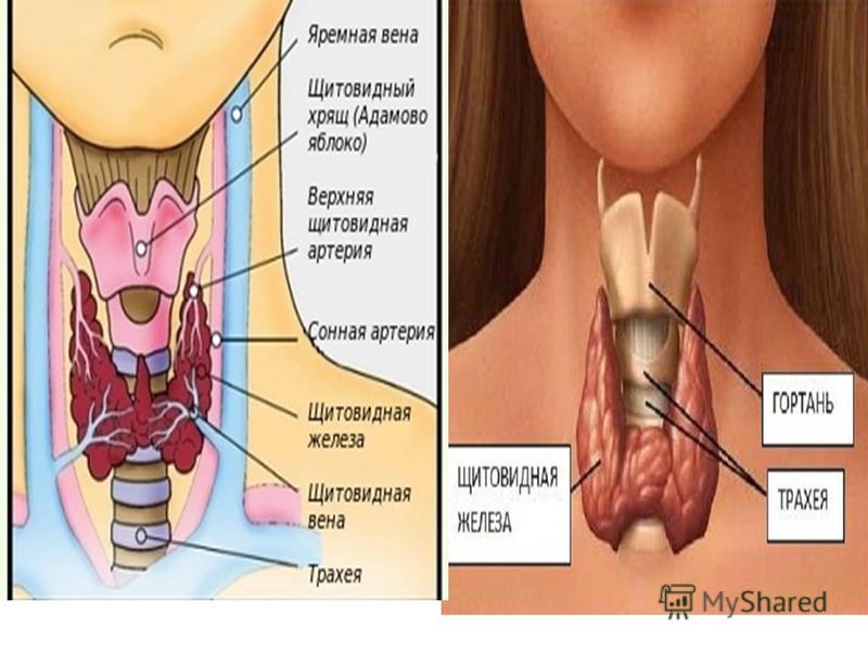 Гланды расположение на шее схема