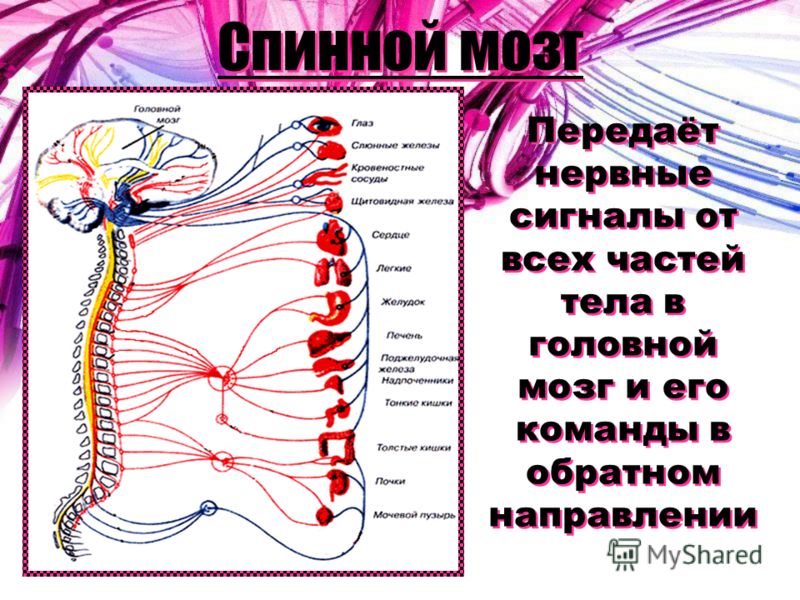 Нервные чувства. Задания по нервной система. Карточки - задания по теме нервная система. Сигналы нервной системы. Нервная система задания.