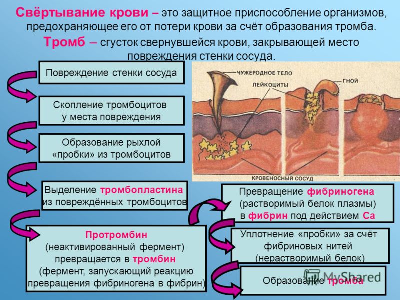 Схема образования кровяного сгустка