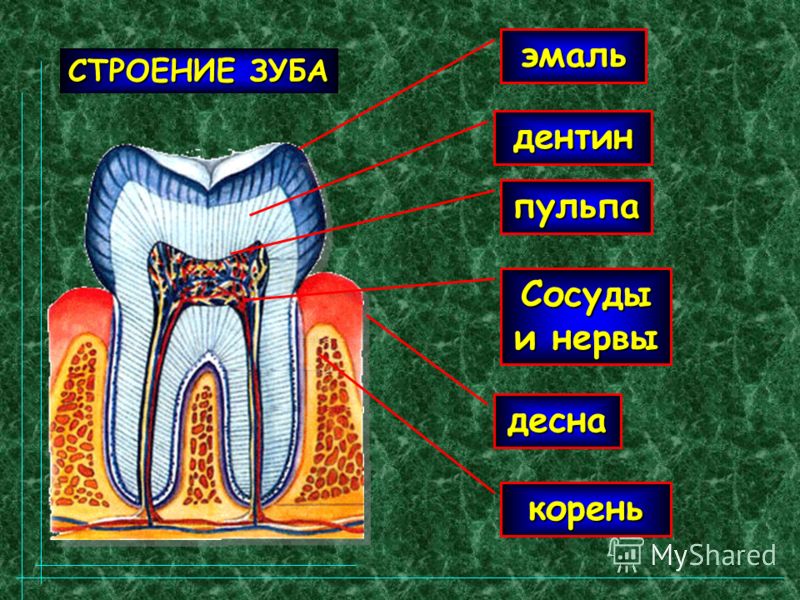 Дентин зуба. Зуб эмаль дентин пульпа. Строение зуба пульпа эмаль. Строение зуба эмаль дентин. Строение дентина зуба.