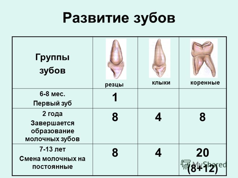 Схема формирования зуба