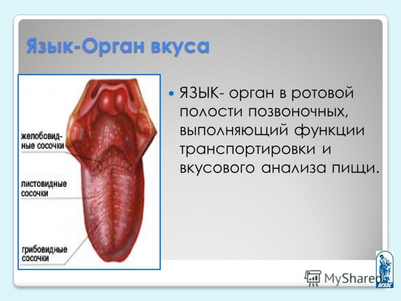 Определить язык на картинке