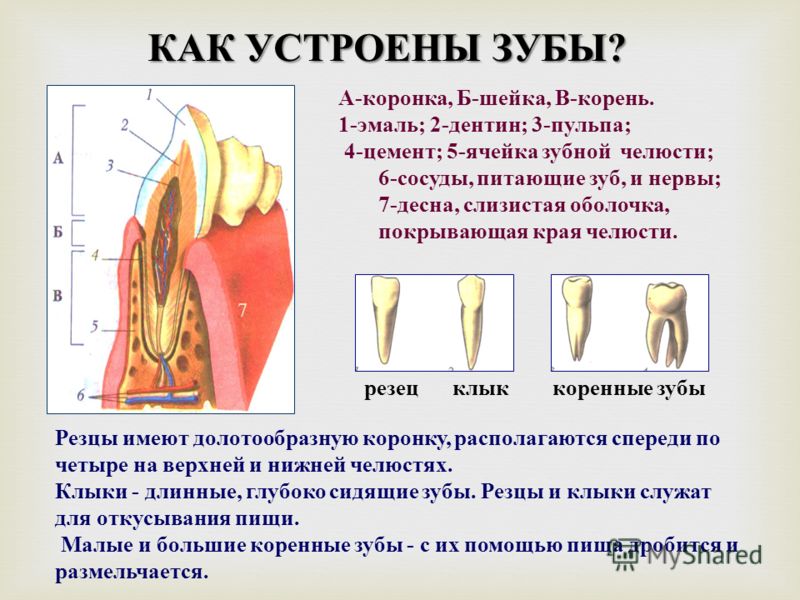 Какую функцию выполняет шейка зуба. Как устроен зуб. Коронка шейка и корень зуба. Как устроен зуб человека коренной. Шейка зуба определение.