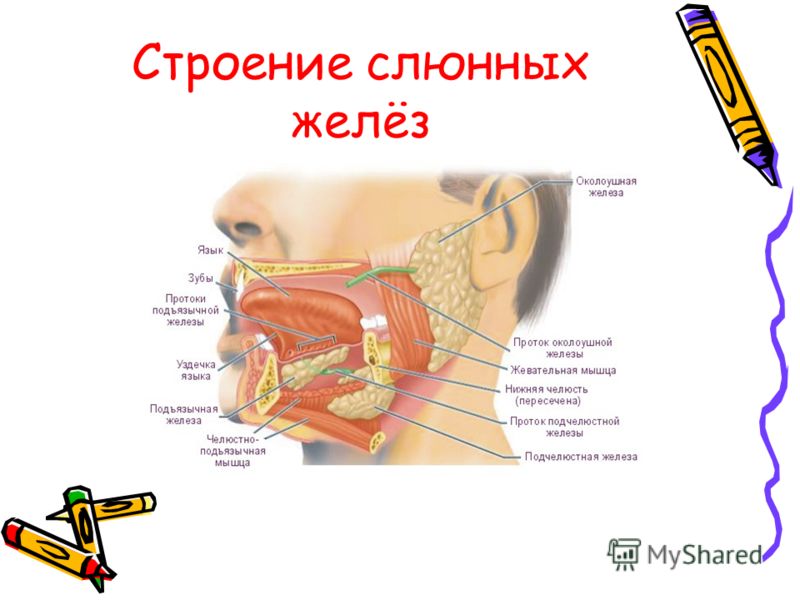 Схема слюнных желез