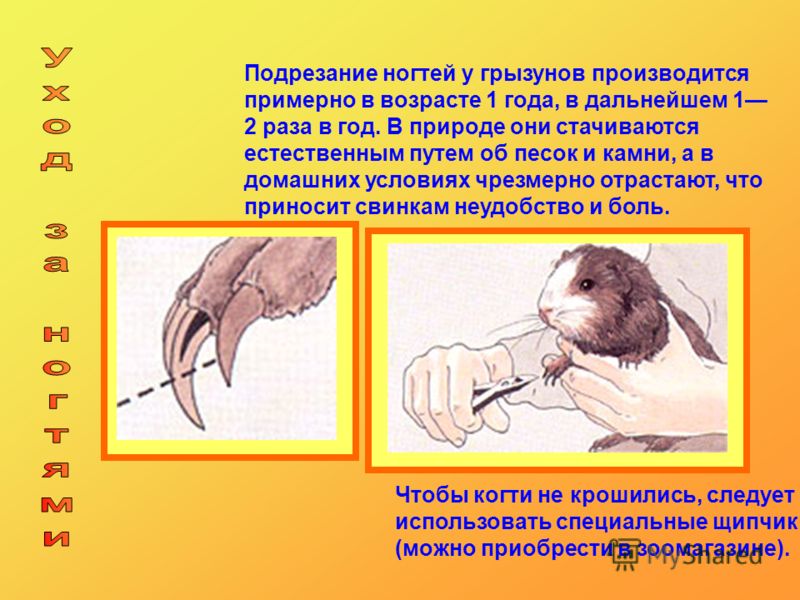 Подрезка связок у собак