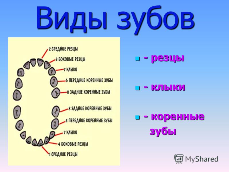 Как называются зубы. Виды зубов. Коренные зубы резцы. Виды зубов у человека.