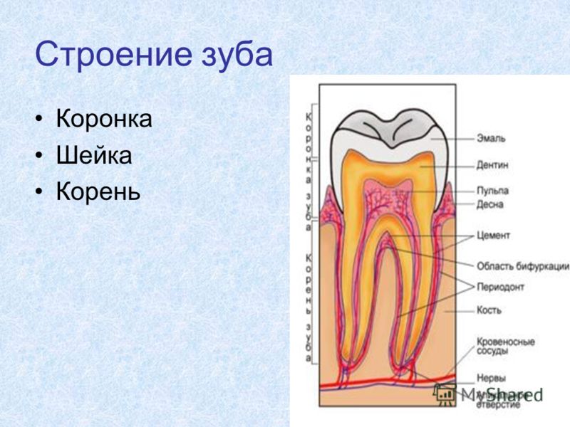 Строение зуба