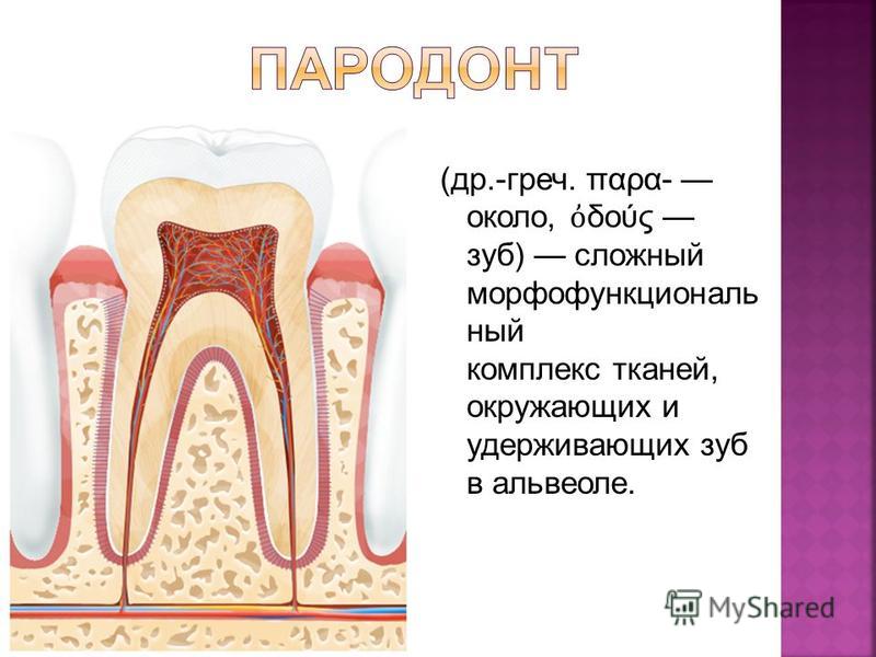 Пародонт это