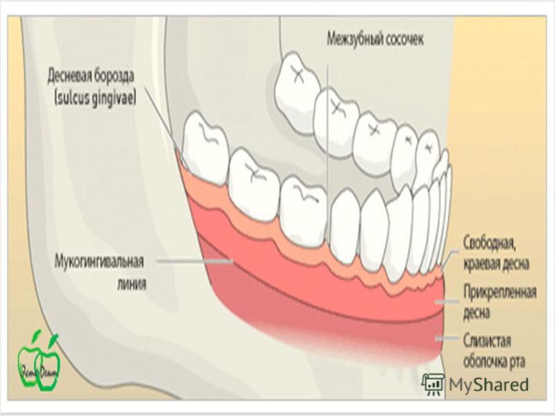 Альвеолярная пиорея латынь. Строение десны человека фото с описанием.