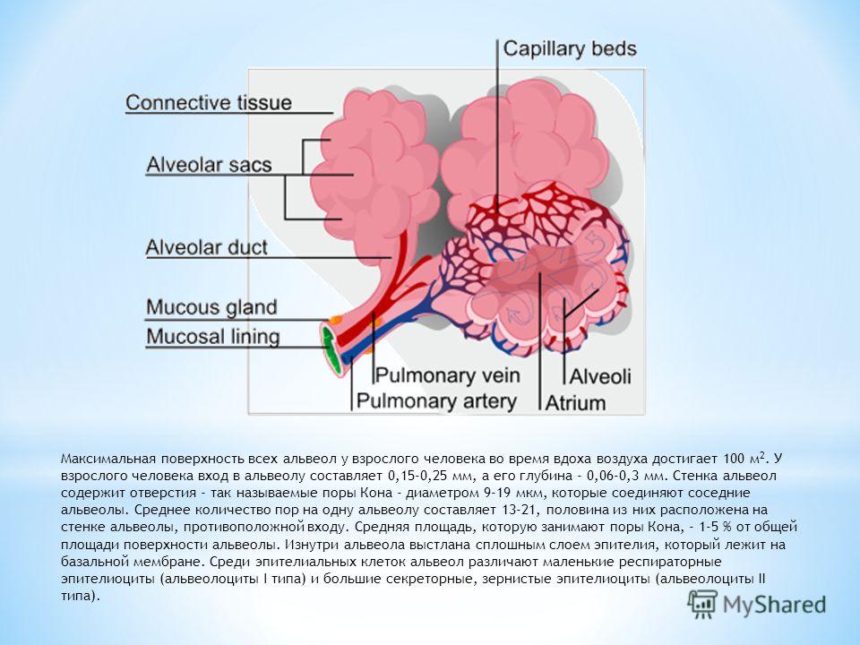 Стенки альвеол