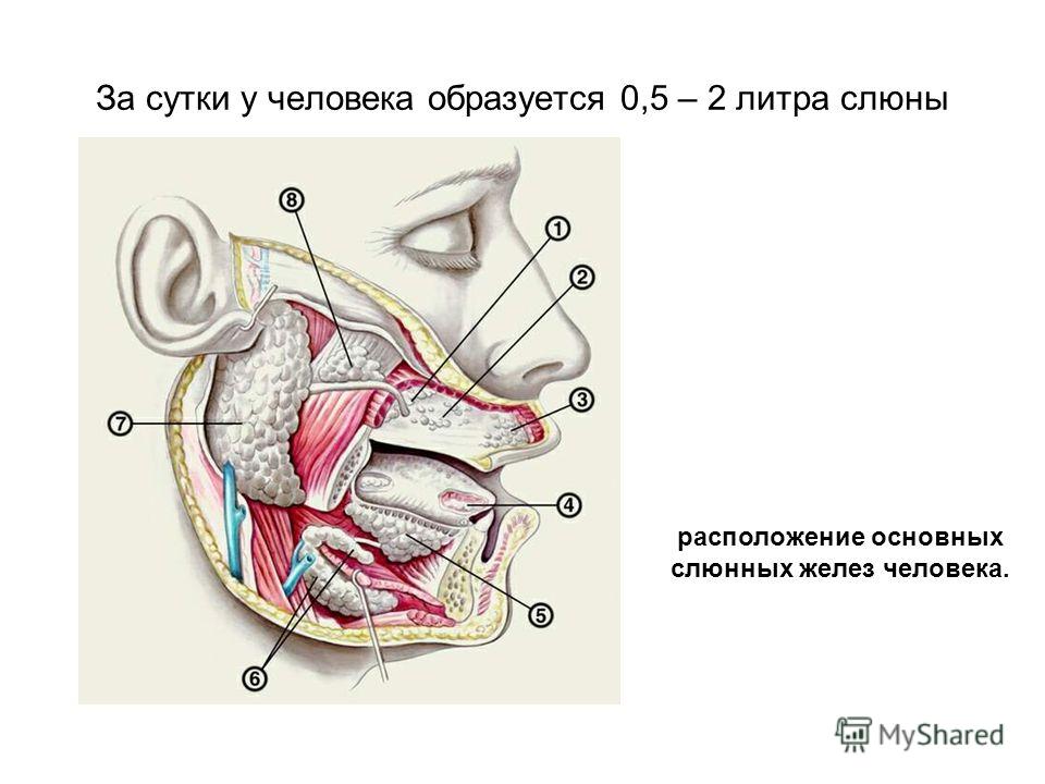 Расположение слюнных желез у человека схема