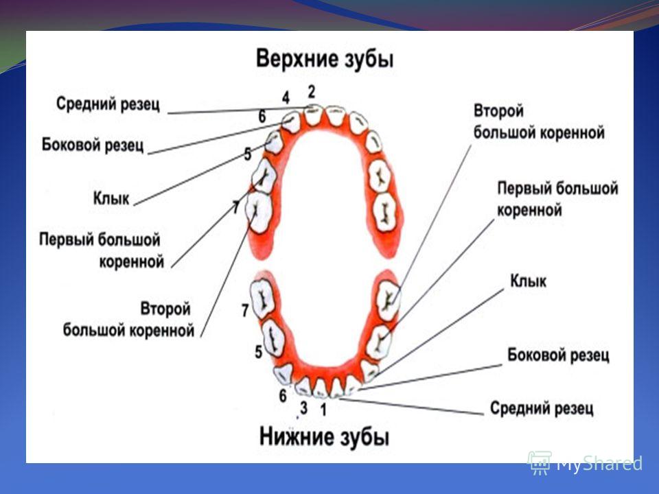 Вторые верхние коренные зубы. Второй большой коренной зуб. Верхние большие коренные зубы.