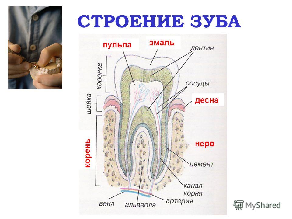 Зуб человека рисунок