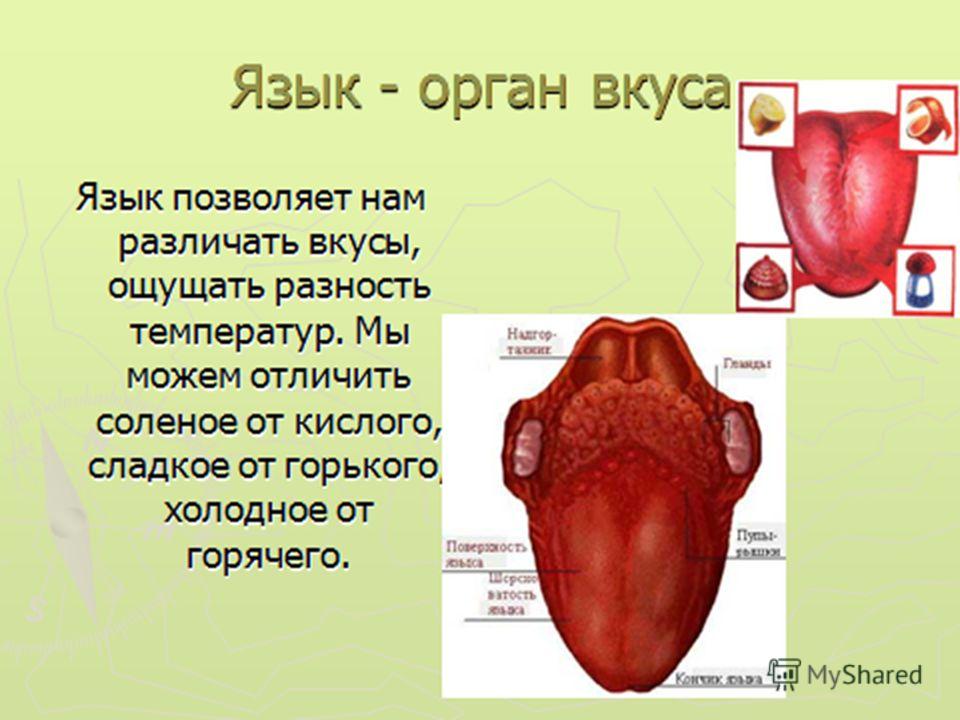 Про язык. Язык орган вкуса 4 класс. Органы чувств человека язык. Язык орган вкуса доклад. Язык орган вкуса презентация 3 класс.