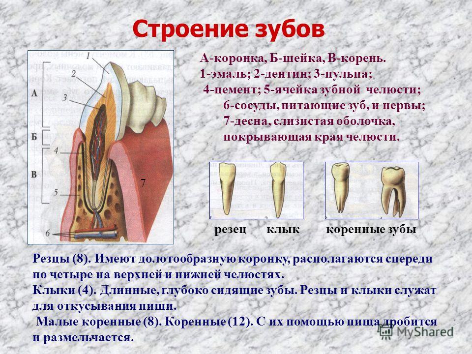 Строение коренного зуба человека схема фото