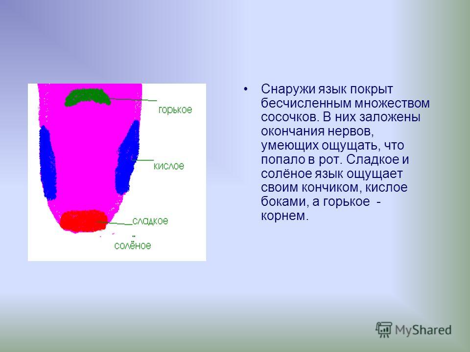 Горько во рту. Снаружи язык покрыт множеством. Снаружи покрыта. Сладкое и соленое язык ощущает. Снаружи языка покрыт множеством в них заложены окончания нервов.