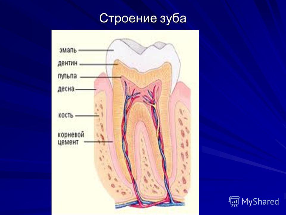 Зубы анатомия. Строение зубов. Строение зуба. Строение зуба картинка. Структура зуба.