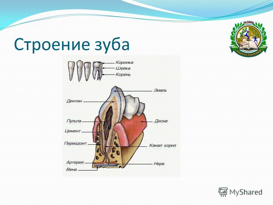 Строение зуба анатомия.