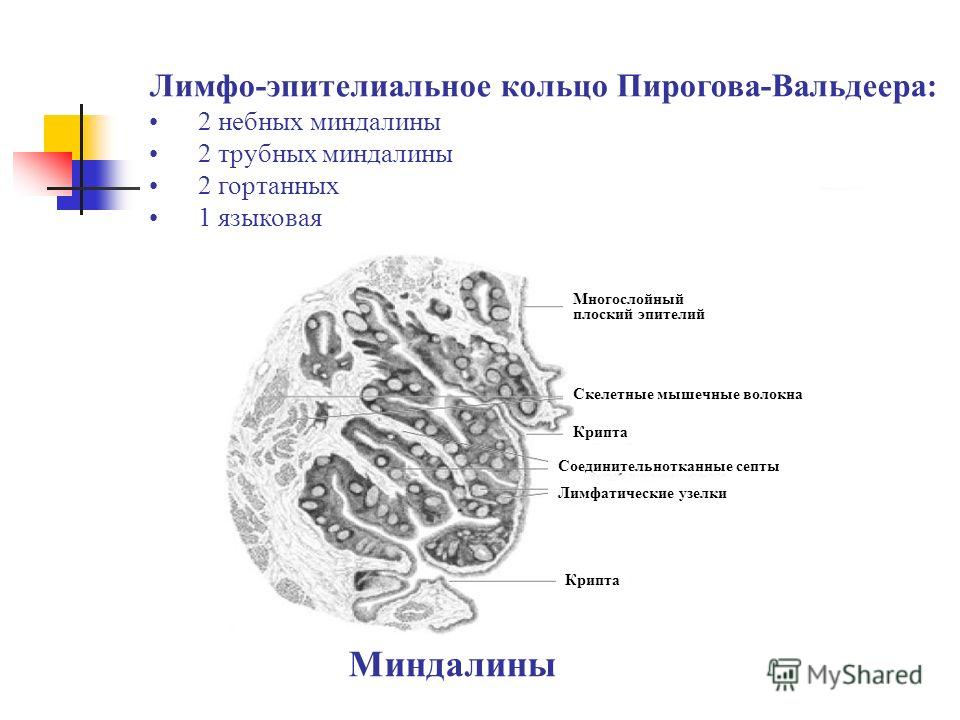 Миндалины анатомия. Строение небной миндалины. Строение небной миндалины схема. Строение миндалины гистология. Строение небной миндалины лакуны.