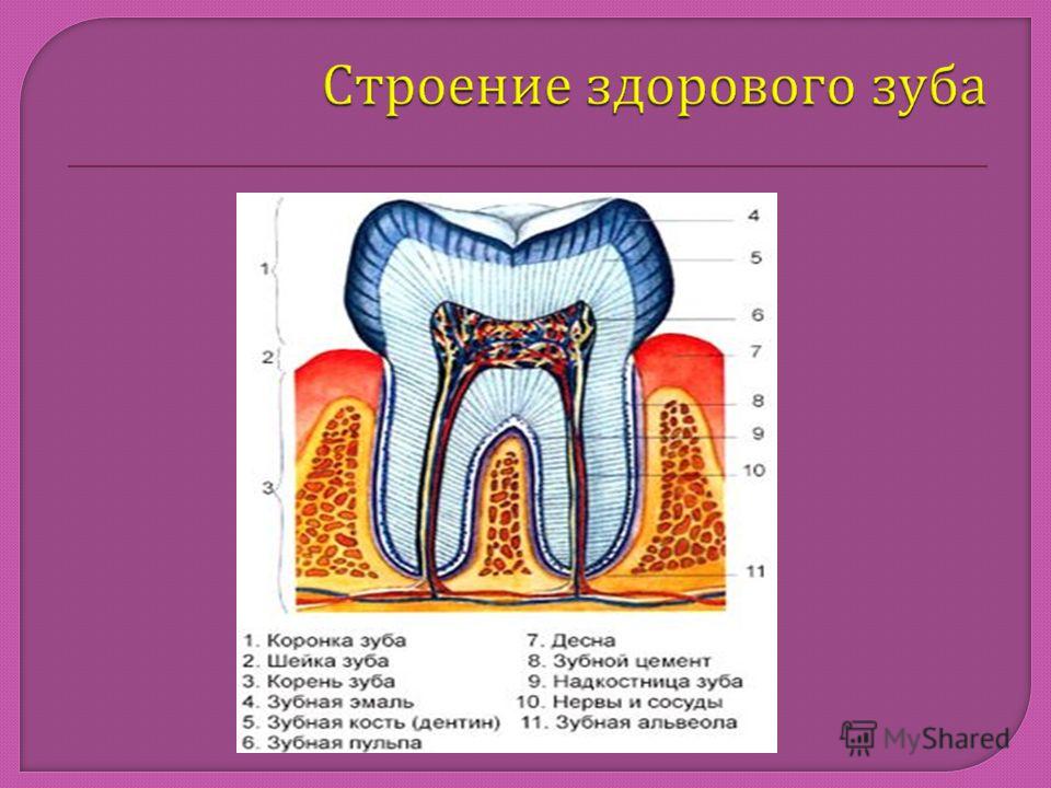 В чем особенность строения дентина какую. Строение зуба человека надкостница. Надкостница зуба строение. Строение здорового зуба.