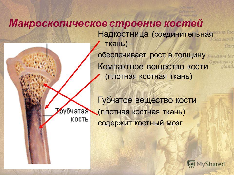 Рост кости в толщину. Компактное вещество кости это надкостница. Строение кости, надкостница и компактное вещество. Надкостница компактное вещество губчатое вещество. Макроскопический состав кости.