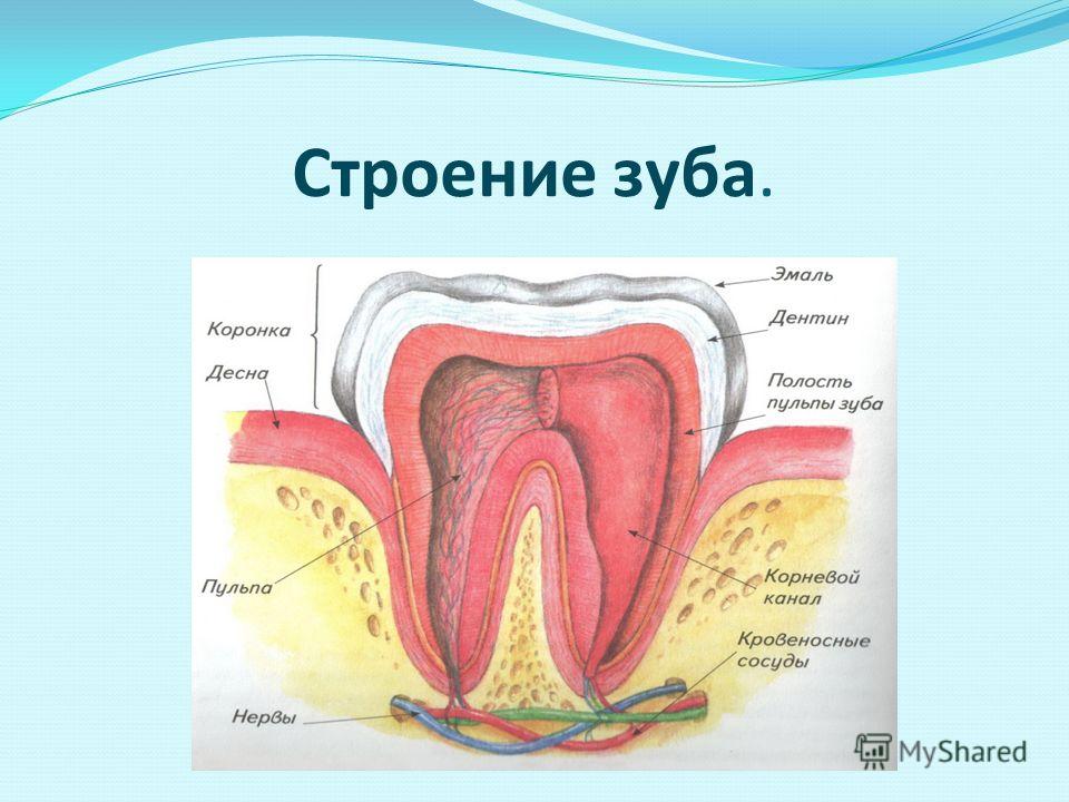 Строение молочного зуба у детей