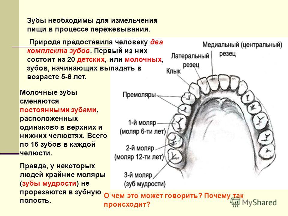 Строение зубов у человека схема расположения