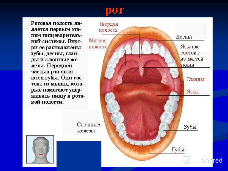 Полость рта язык. Ротовая полость язык зубы слюнные железы. Ротовая полость нормального человека. Ротовая полость и глотка.