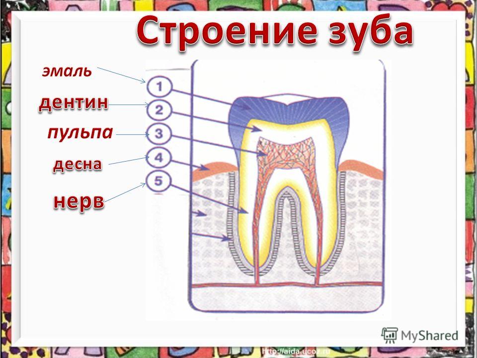 Зубы человека рисунок