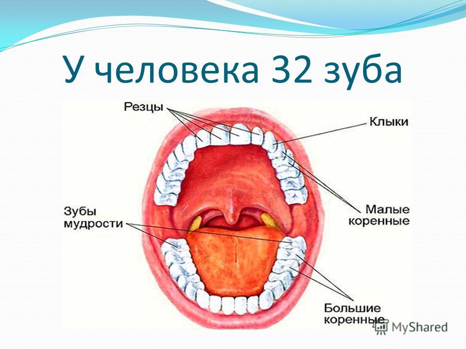 Сколько зуб ел. Зубы человека. Скотео зубов у человека.