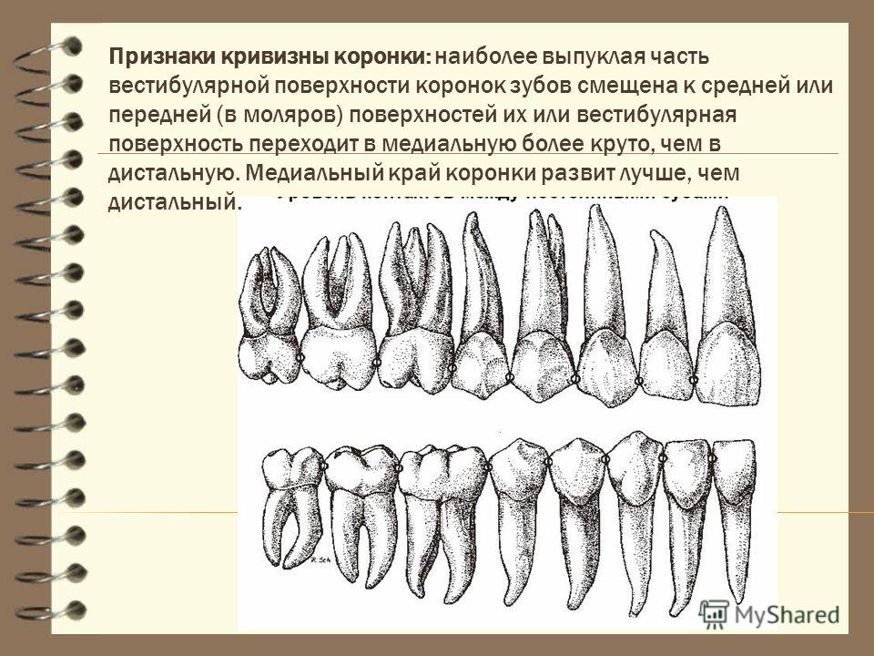 Художник вася васечкин нарисовал зуб высота зуба 10 мм а на рисунке 50 см