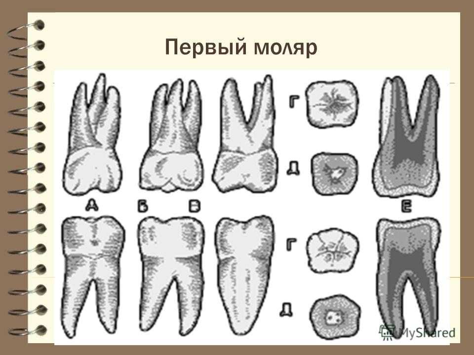 Моляр нижней челюсти