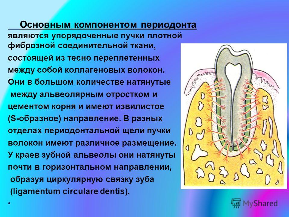 Периодонт это. Периодонт строение и функции гистология. Гистологические структура периодонта. Анатомия\ гистология функции периодонта. Волокна периодонта зубов анатомия.