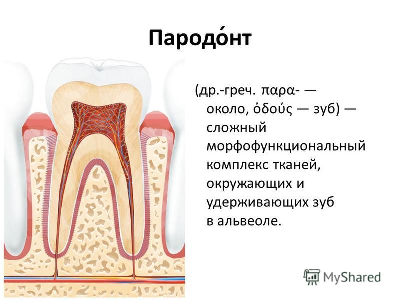 Особенности строения периодонта