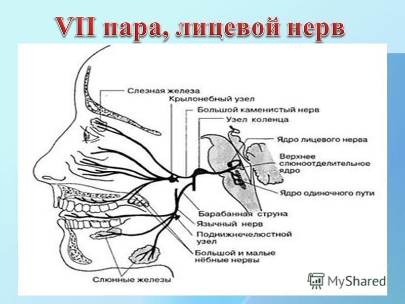 Лицевой нерв является. Лицевой нерв схема пути. Ядра лицевого нерва схема. Лицевой нерв ядра топография. Лицевой нерв анатомия топография схема.