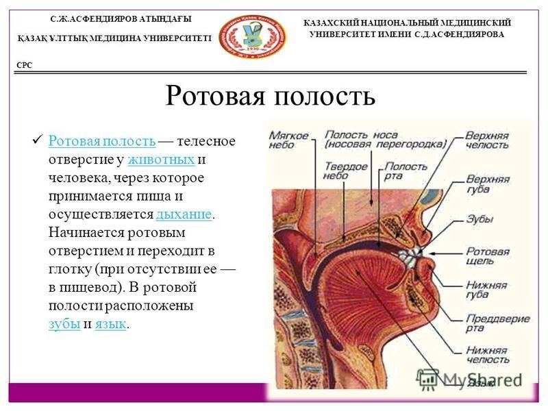 Укажите скелетотопию перехода глотки в пищевод