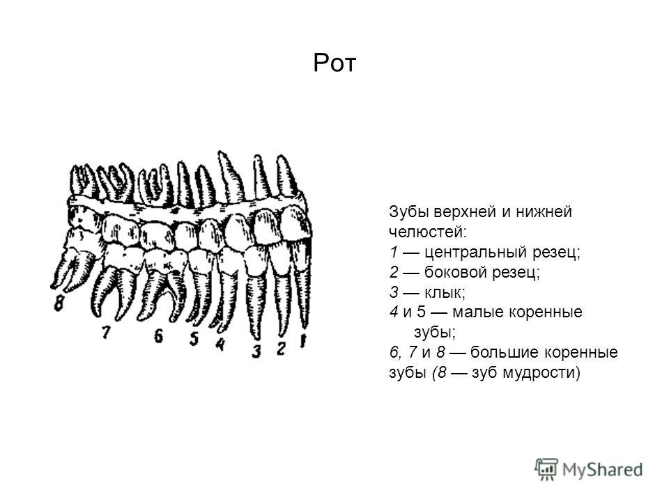 Резцы верхней челюсти