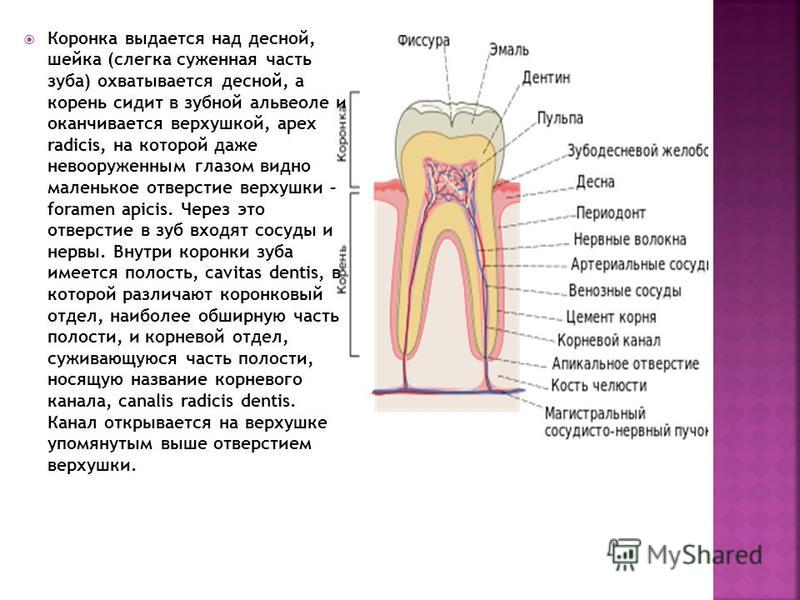 Сидит корень